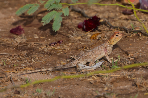 Rüppell’s Agama