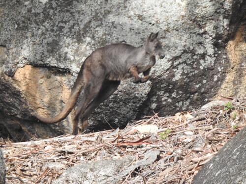 Common Wallaroo