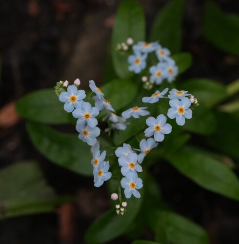 water forget-me-not