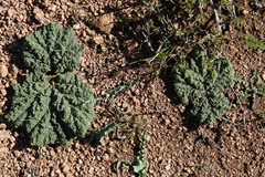 Rheum maximowiczii, photograph (c) Вячеслав Юсупов, some rights reserved (CC BY)