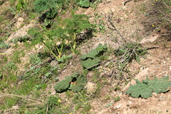 Rheum maximowiczii, photograph (c) Вячеслав Юсупов, some rights reserved (CC BY)