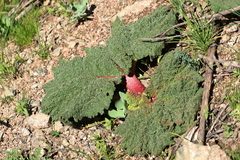 Rheum maximowiczii