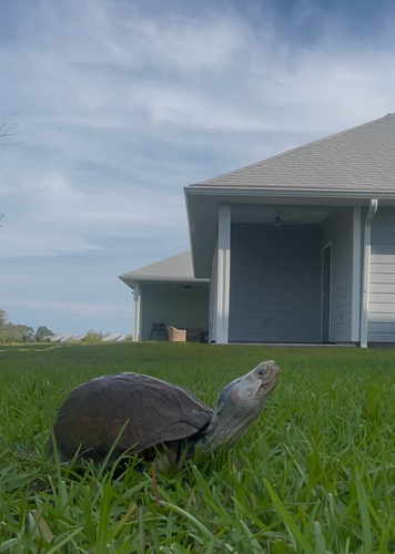 Gulf Coast Box Turtle observed by grim-reaper00