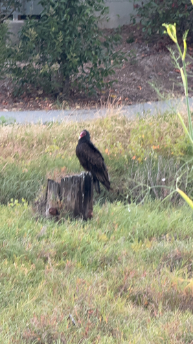 Turkey Vulture observed by eeldermire