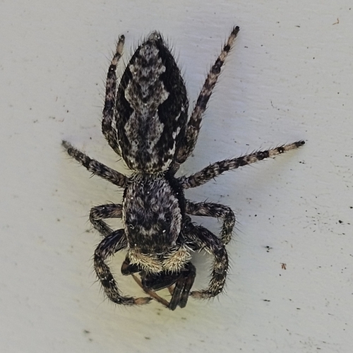 Braune Springspinne