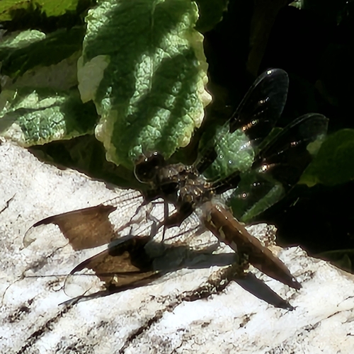Common Whitetail