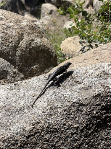 iNaturalist observation photo of Western Fence Lizard