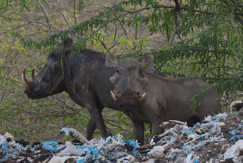Somali Warthog