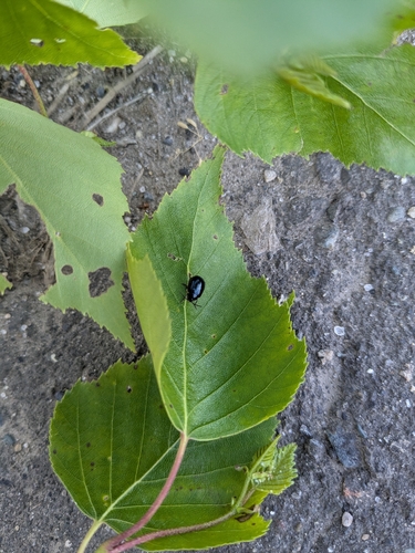 Agelastica coerulea
