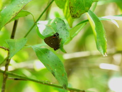 Electrostrymon angelia