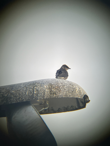 Purple Martin observed by dawsonk7