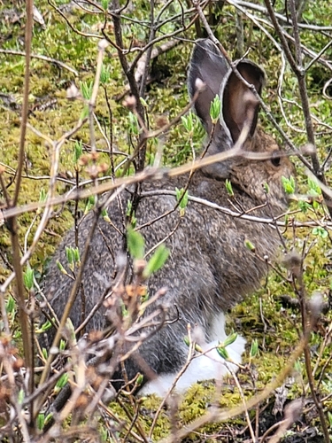Snowshoe Hare observed by poxpower