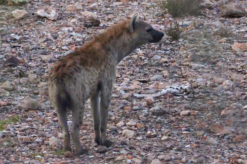 Spotted Hyena