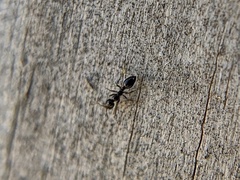 Formicidae