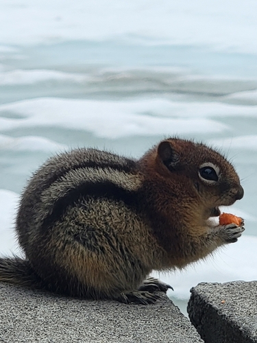Common Golden-mantled Ground Squirrel observed by poxpower