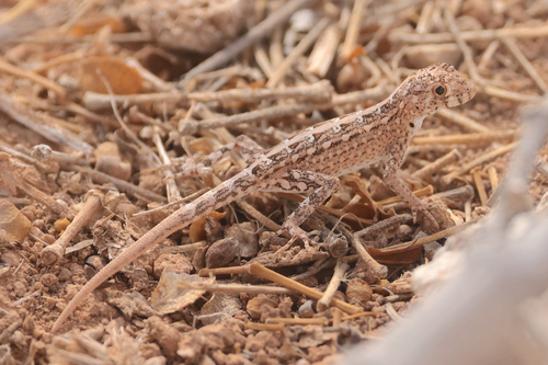 Cross-marked Semaphore Gecko