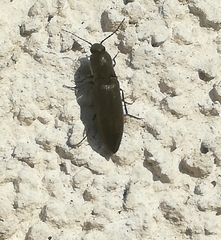 Agriotes pilosellus