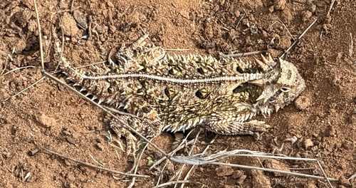 Texas Horned Lizard observed by susie_yarbrough