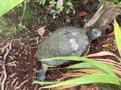 Red-eared Slider observed by loveioathe