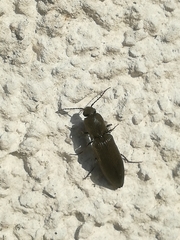 Agriotes pilosellus