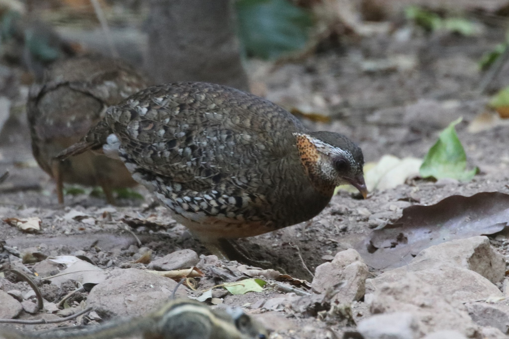 Green-legged Partridge