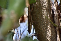 Anolis litoralis