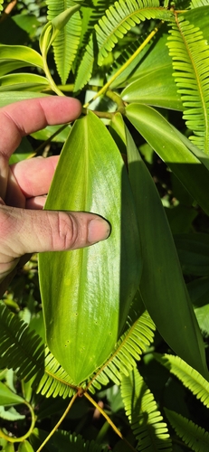 Costus dubius