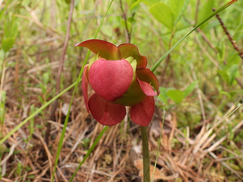 purple pitcher plant