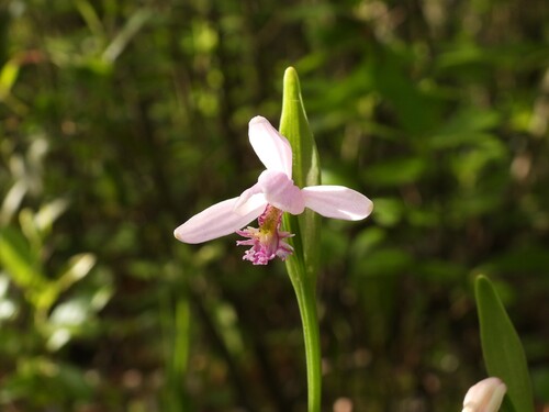 Rose Pogonia