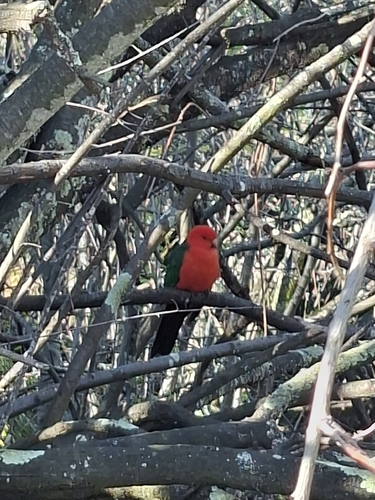 Australian King Parrot