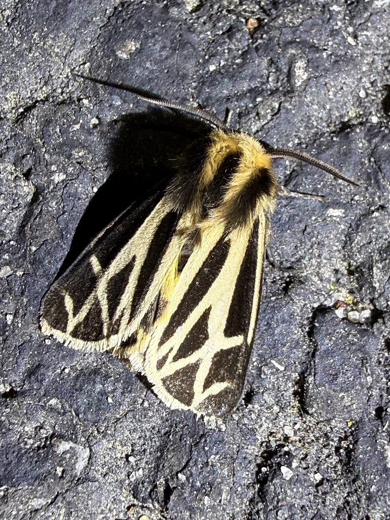 Charlotte's Tiger Moth