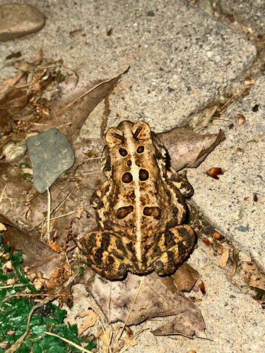 American Toad observed by bluebunnyfish