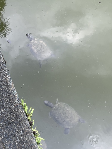 Red-eared Slider observed by loveioathe
