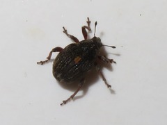 Rhinoncus leucostigma