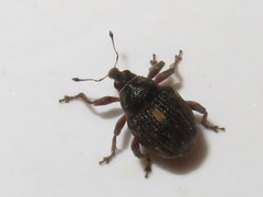 Rhinoncus leucostigma