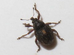 Rhinoncus leucostigma