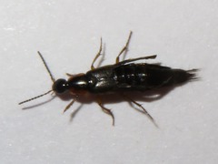 Philonthus marginatus