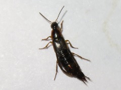 Philonthus marginatus