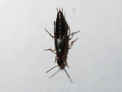 Philonthus marginatus