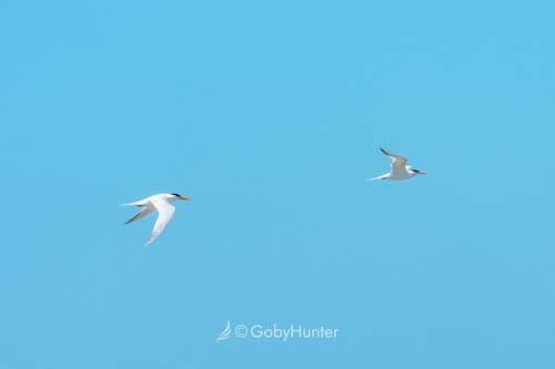 Royal Tern