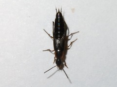 Philonthus marginatus