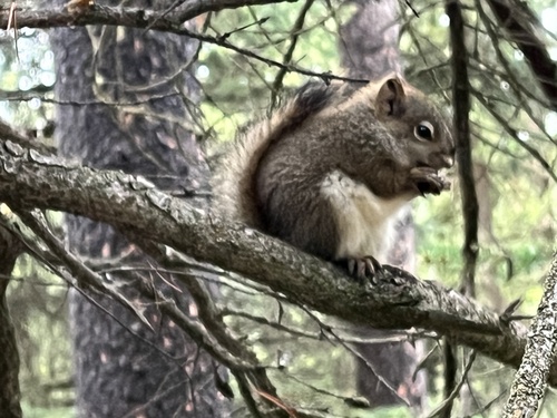 American Red Squirrel observed by marcaluco