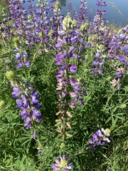 Lupinus rivularis