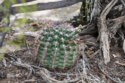 Gymnocalycium schickendantzii ssp. schickendantzii