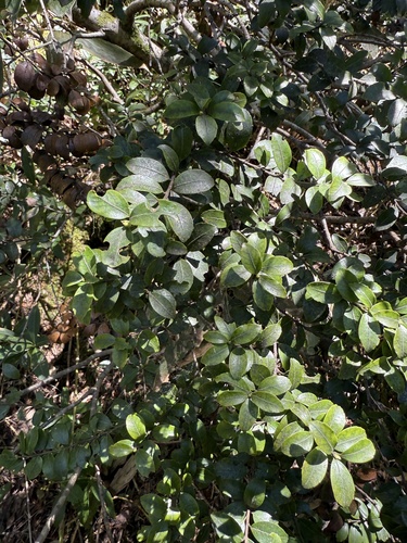 Ilex sugerokii iNat (3)