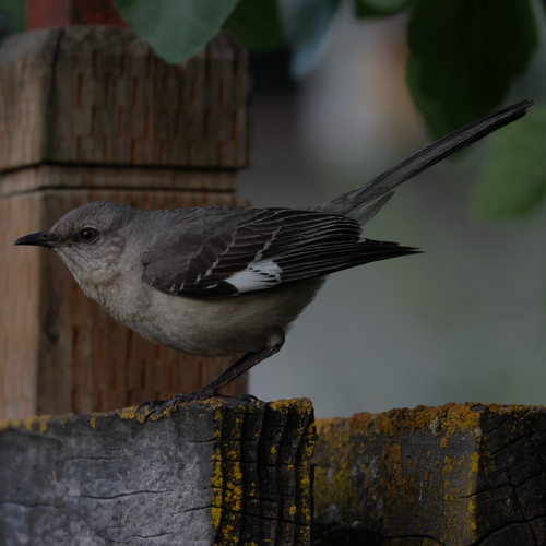 Northern Mockingbird observed by benfh