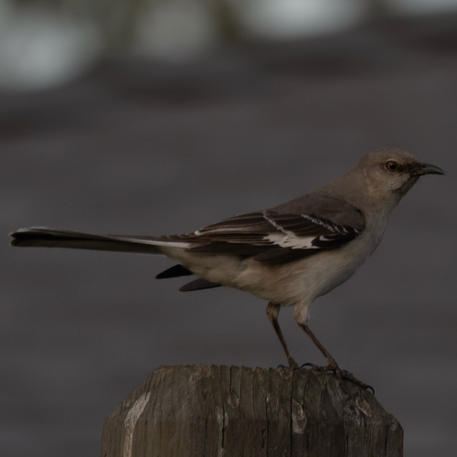 Northern Mockingbird observed by benfh