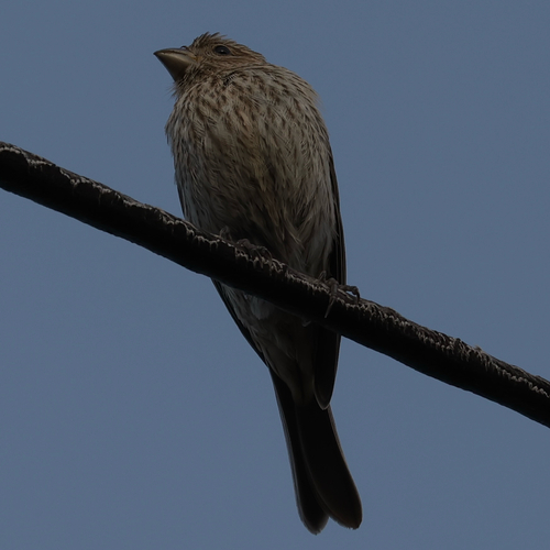 House Finch observed by benfh