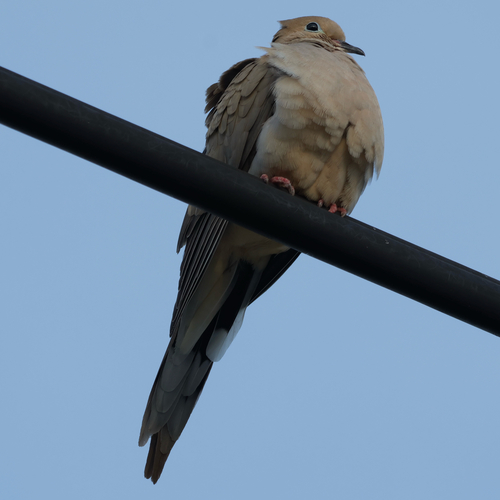 Mourning Dove observed by benfh