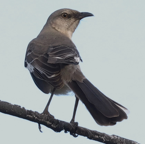 Northern Mockingbird observed by benfh